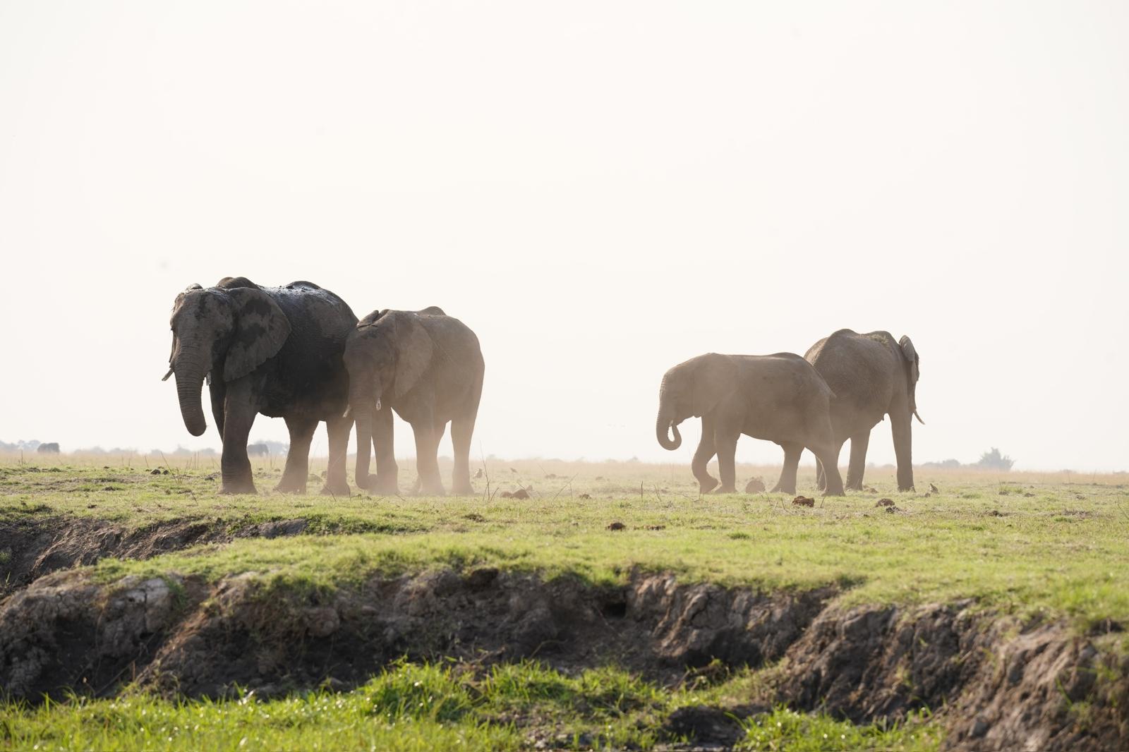 Travellers watching a herd of elephants in the Okavango